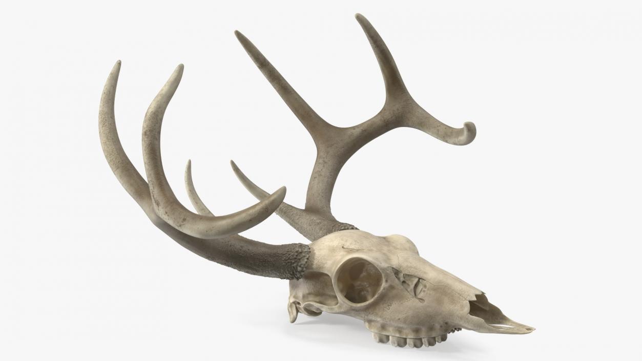 3D model Deer Skull with Antlers 2