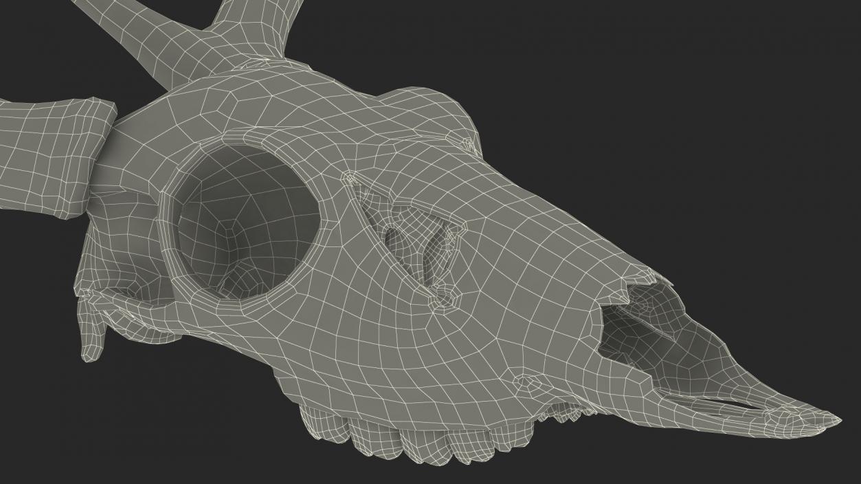 3D model Deer Skull with Antlers 2