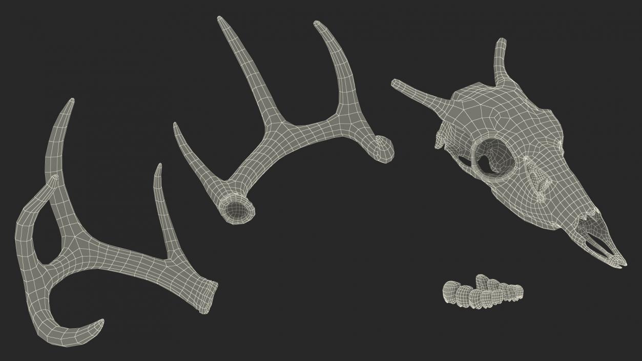 3D model Deer Skull with Antlers 2