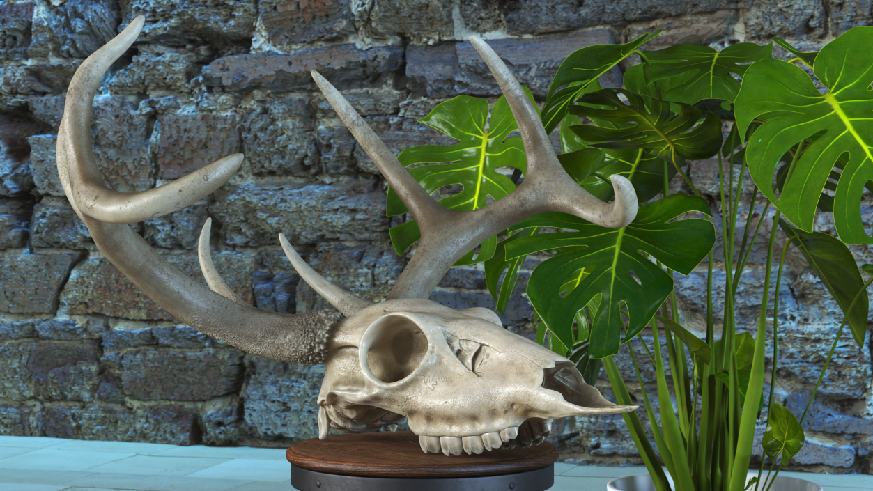 3D model Deer Skull with Antlers 2