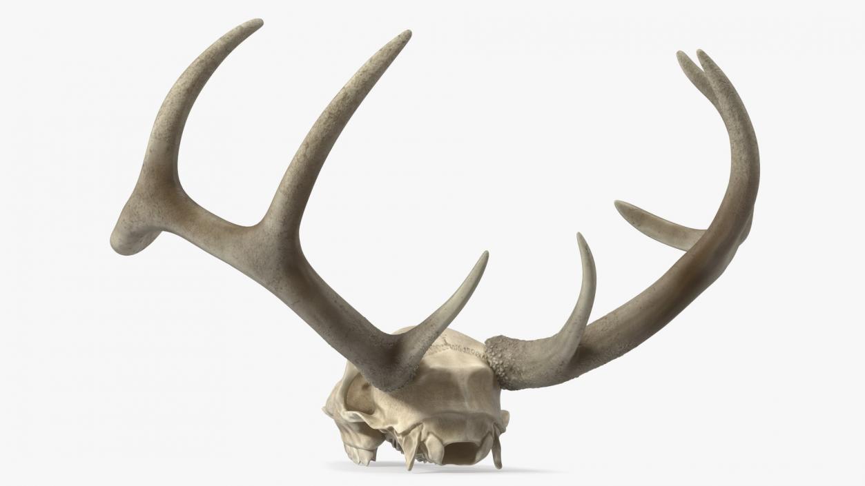 3D model Deer Skull with Antlers 2