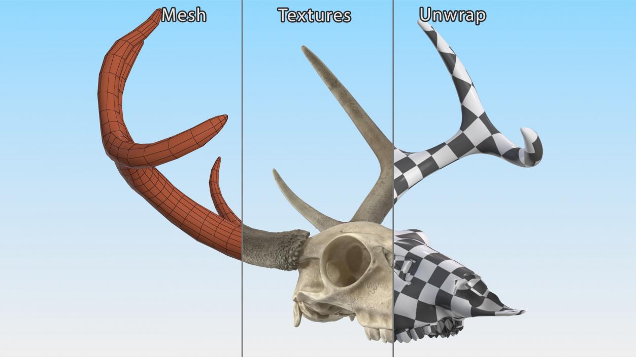 3D model Deer Skull with Antlers 2