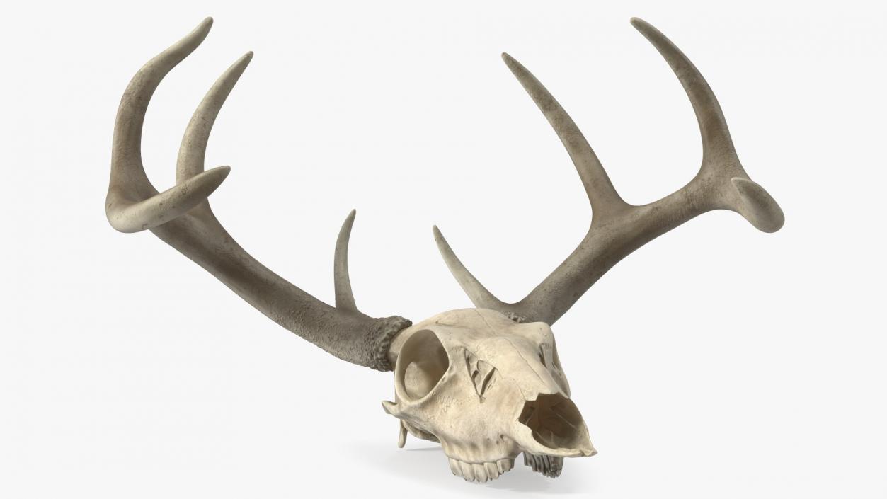 3D model Deer Skull with Antlers 2