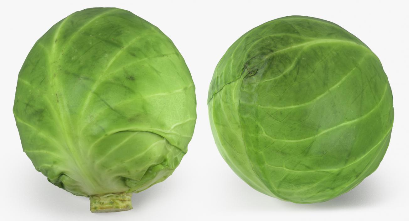 Cabbage 3D model