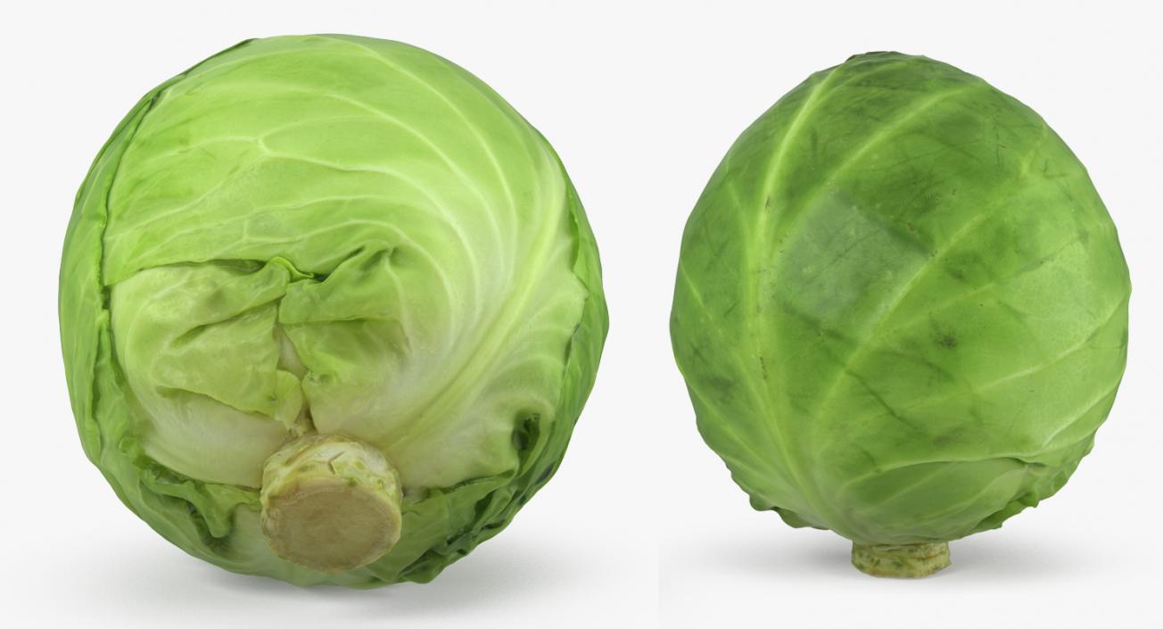 Cabbage 3D model