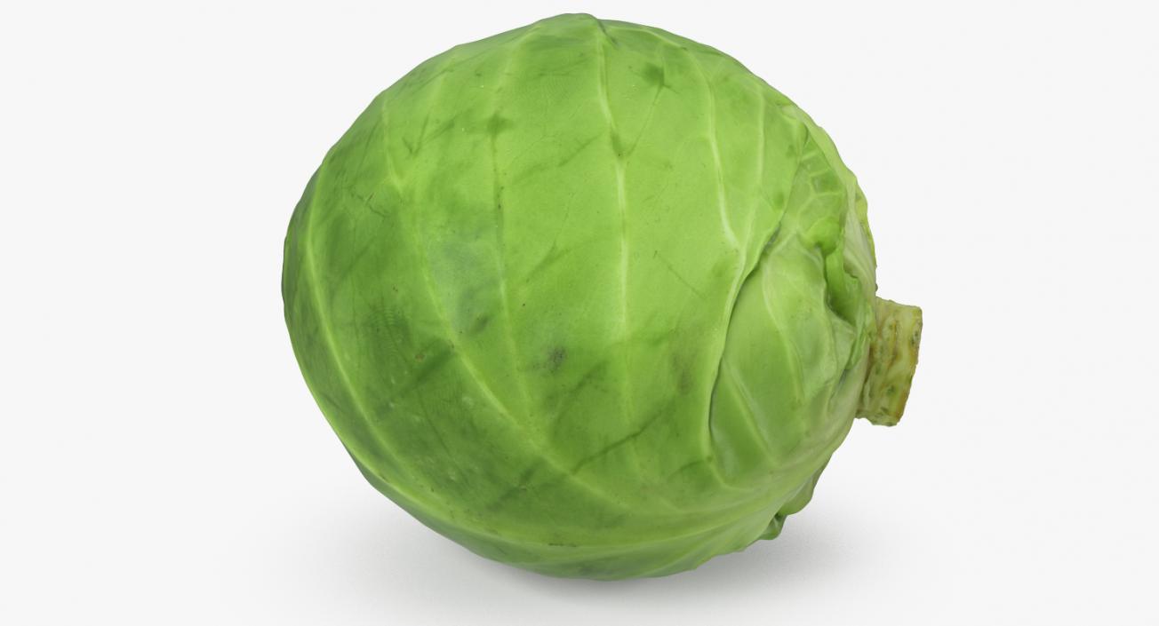 Cabbage 3D model