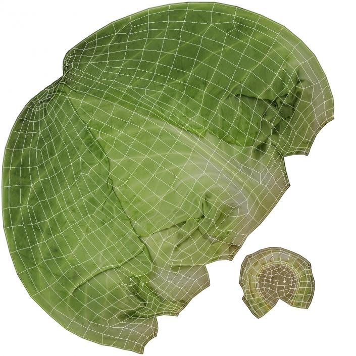 Cabbage 3D model