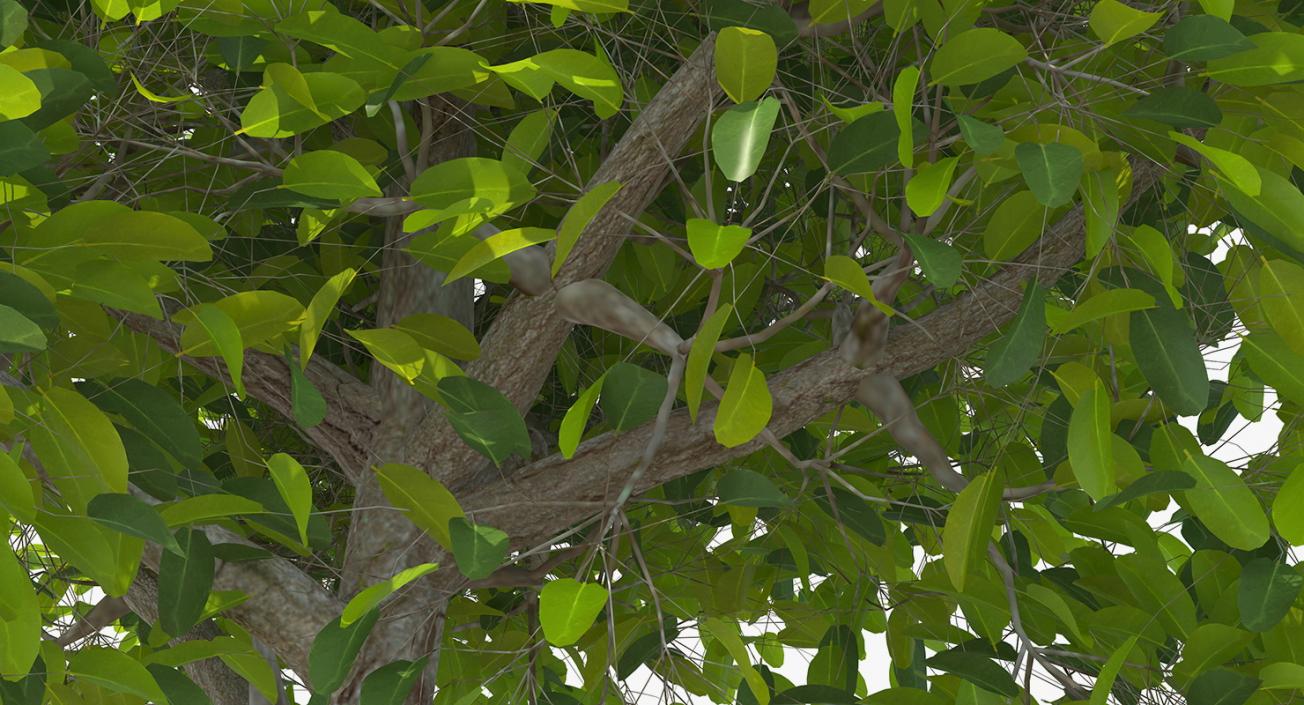 Mangrove Shrub 3D model