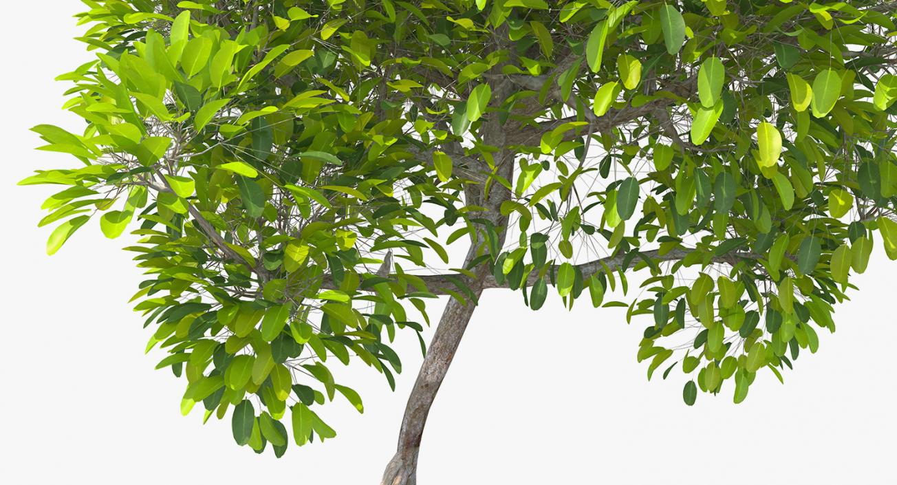 Mangrove Shrub 3D model