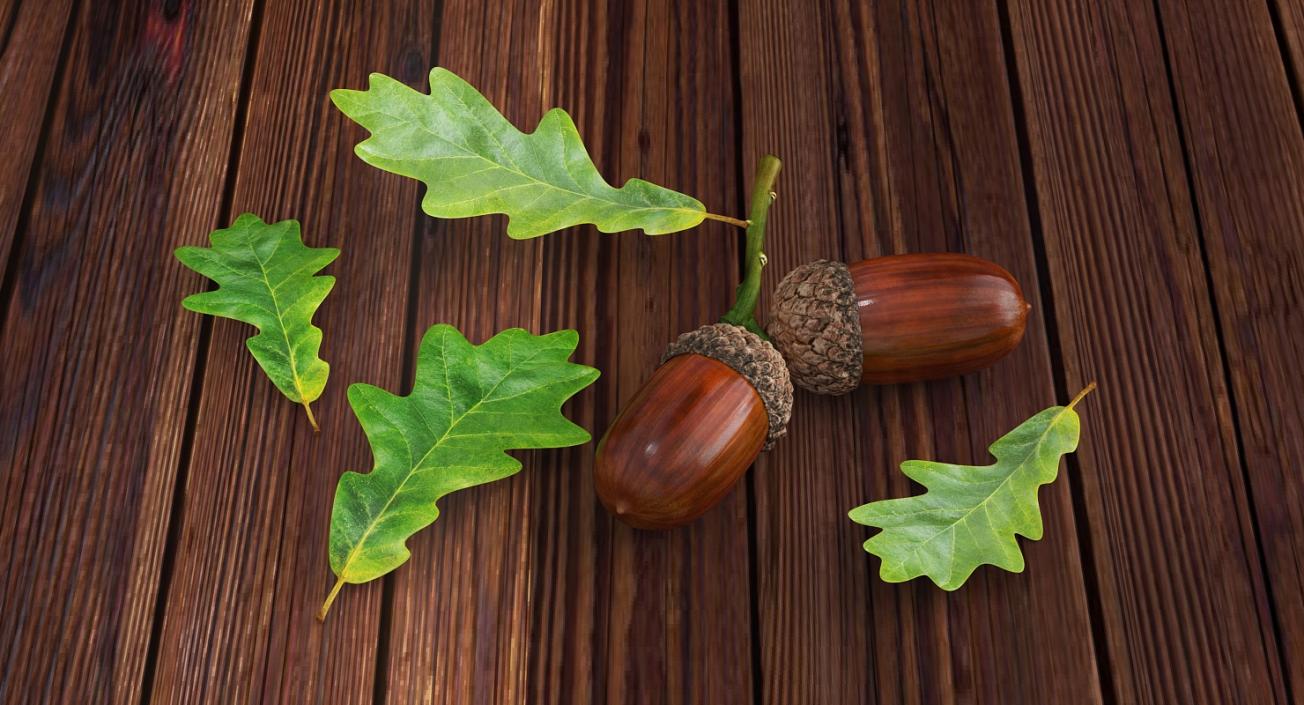 Leaves Collection 2 3D model