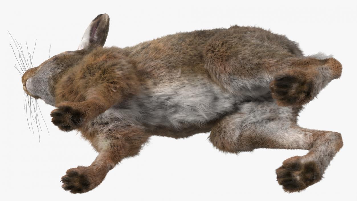 European Hare Fur 3D