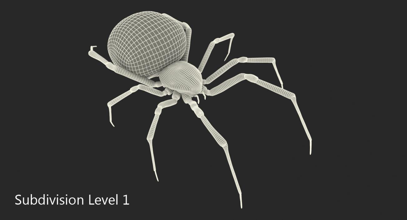 3D Latrodectus Spider model