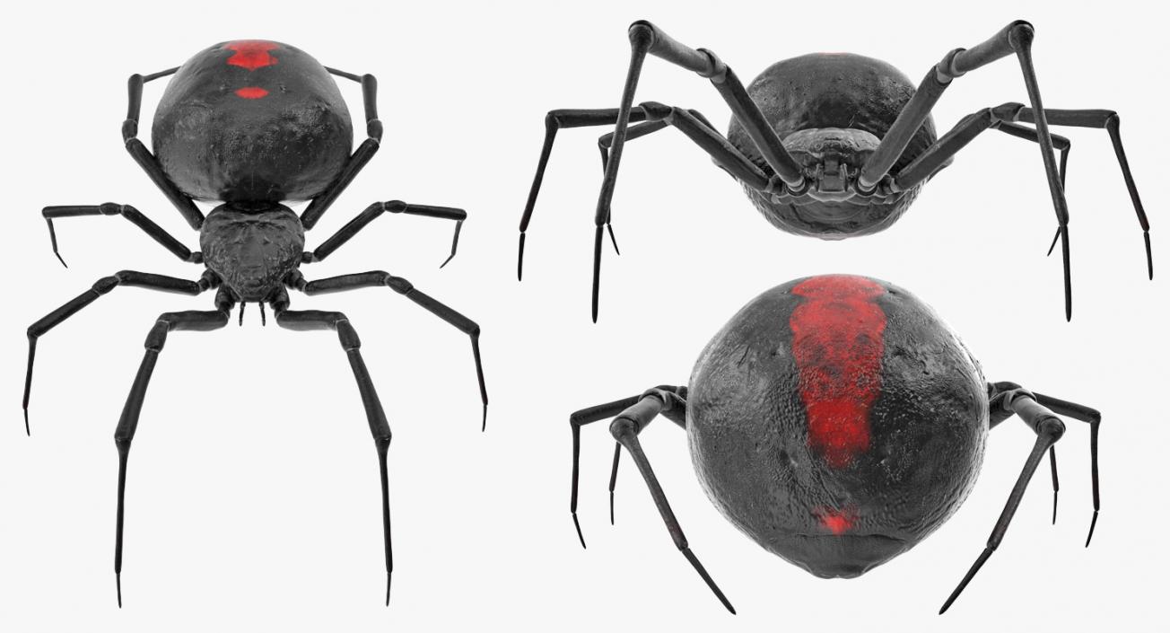 3D Latrodectus Spider model