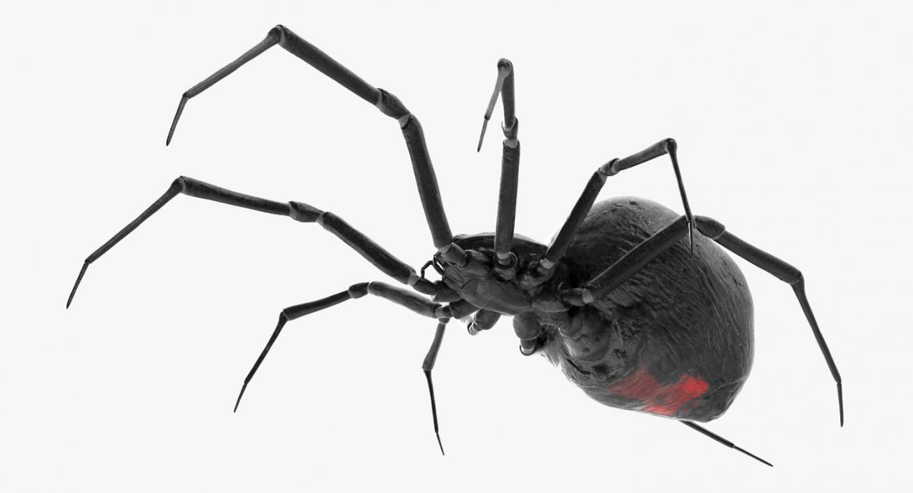 3D Latrodectus Spider model