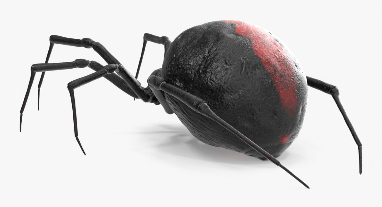 3D Latrodectus Spider model