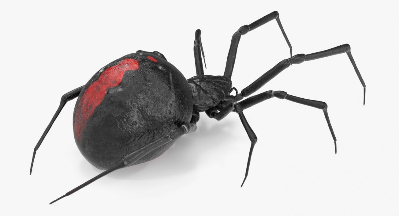 3D Latrodectus Spider model