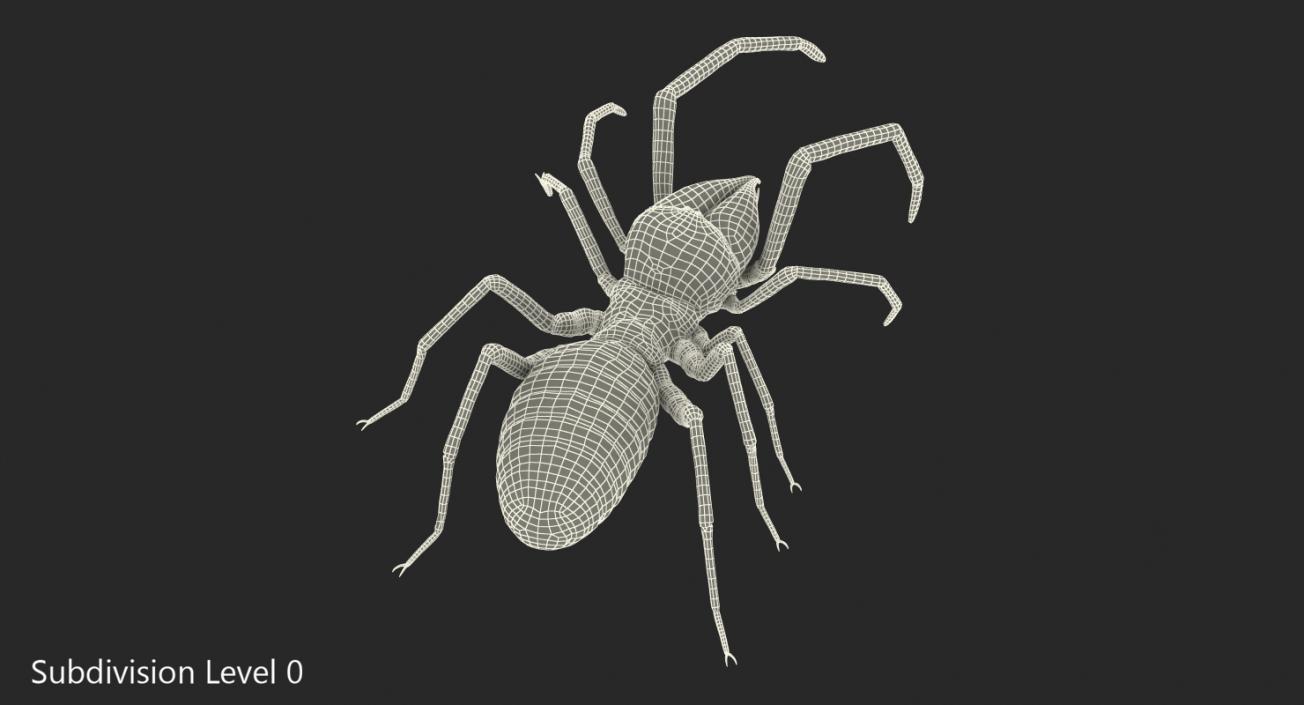 Sun Spider with Fur 3D model