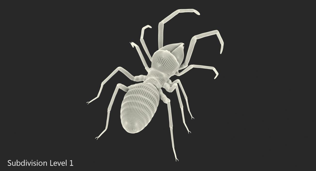 Sun Spider with Fur 3D model