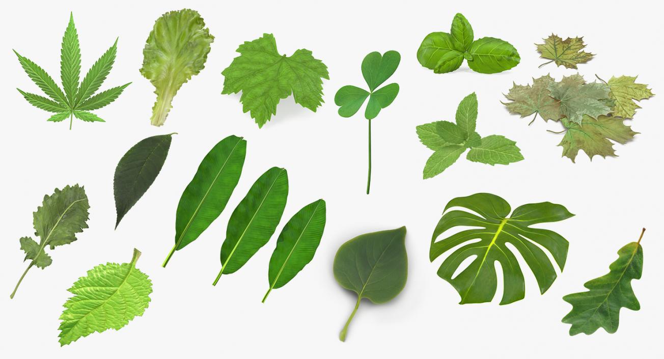 3D model Leaves Collection 10