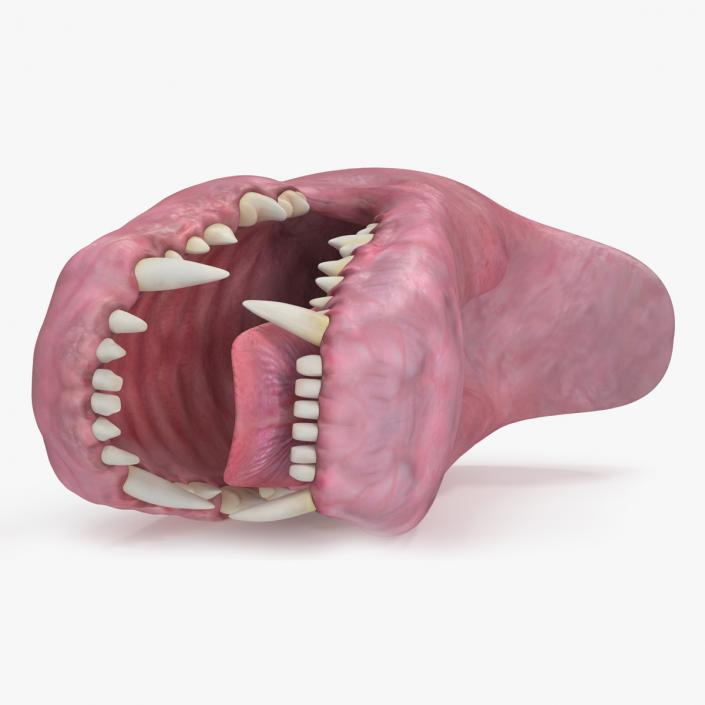 Dog Jaw Anatomic Rigged for Cinema 4D 2 3D model