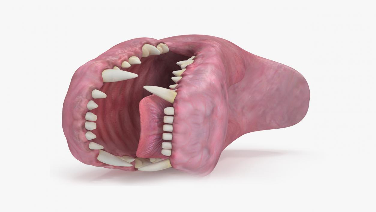 Dog Jaw Anatomic Rigged for Cinema 4D 2 3D model