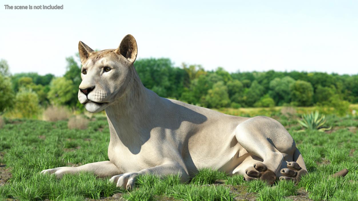 Young White Lion Lying Pose 3D