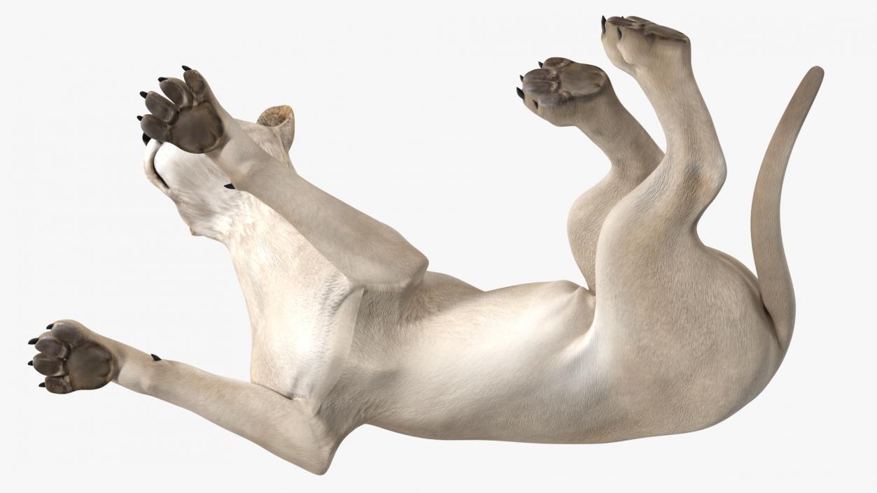 Young White Lion Lying Pose 3D