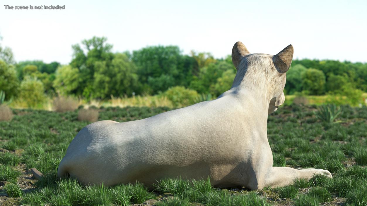 Young White Lion Lying Pose 3D