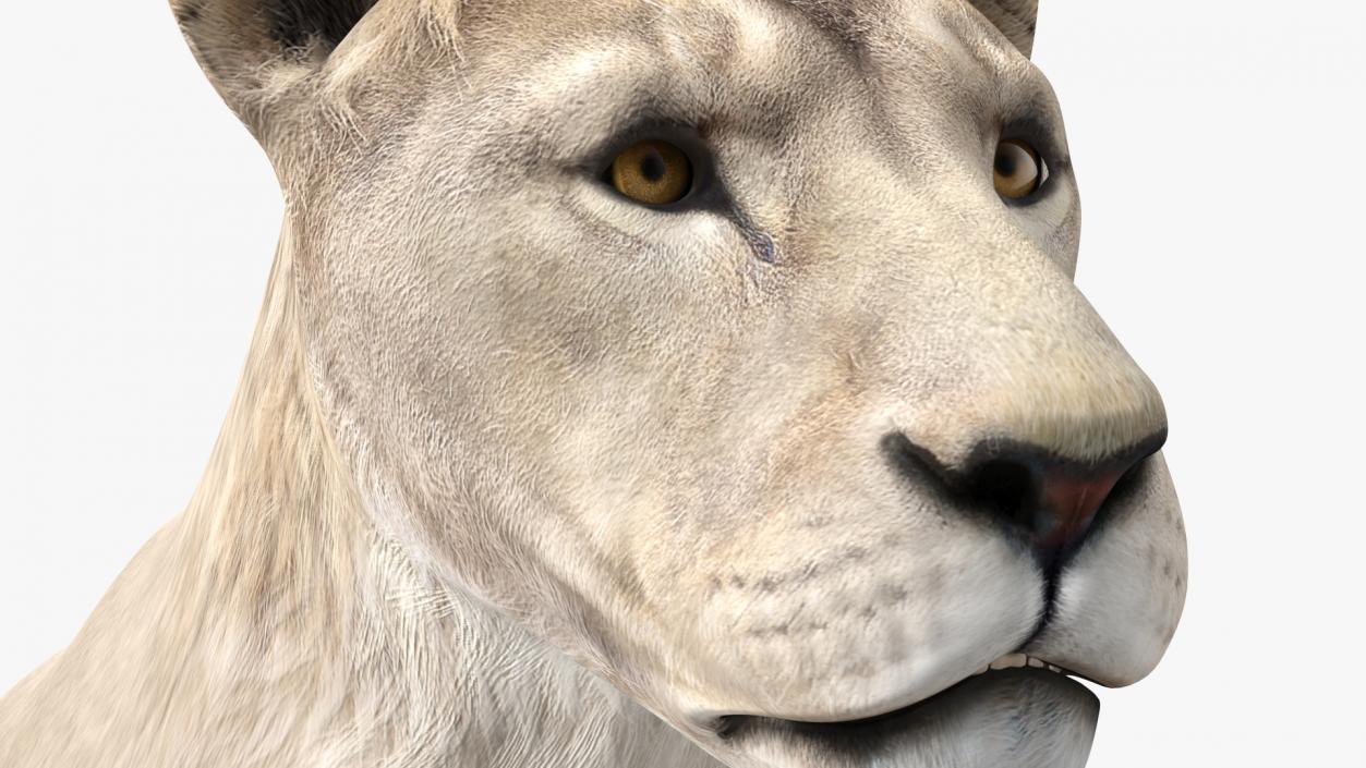 Young White Lion Lying Pose 3D