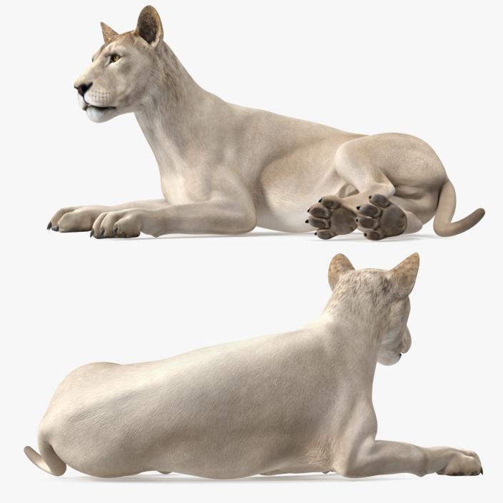 Young White Lion Lying Pose 3D