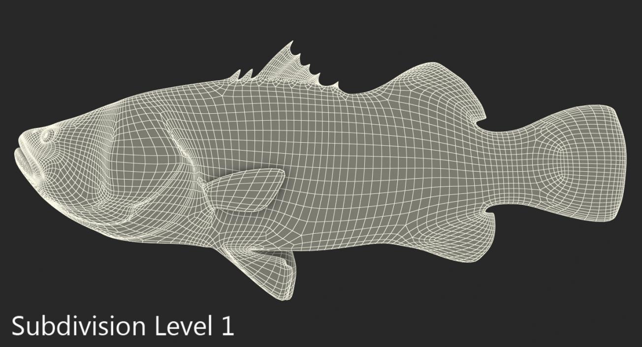 Barramundi Fish Rigged 3D