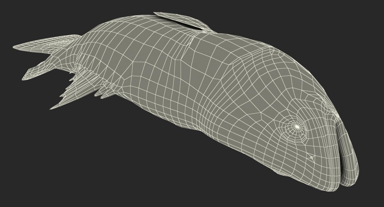 Barramundi Fish Rigged 3D