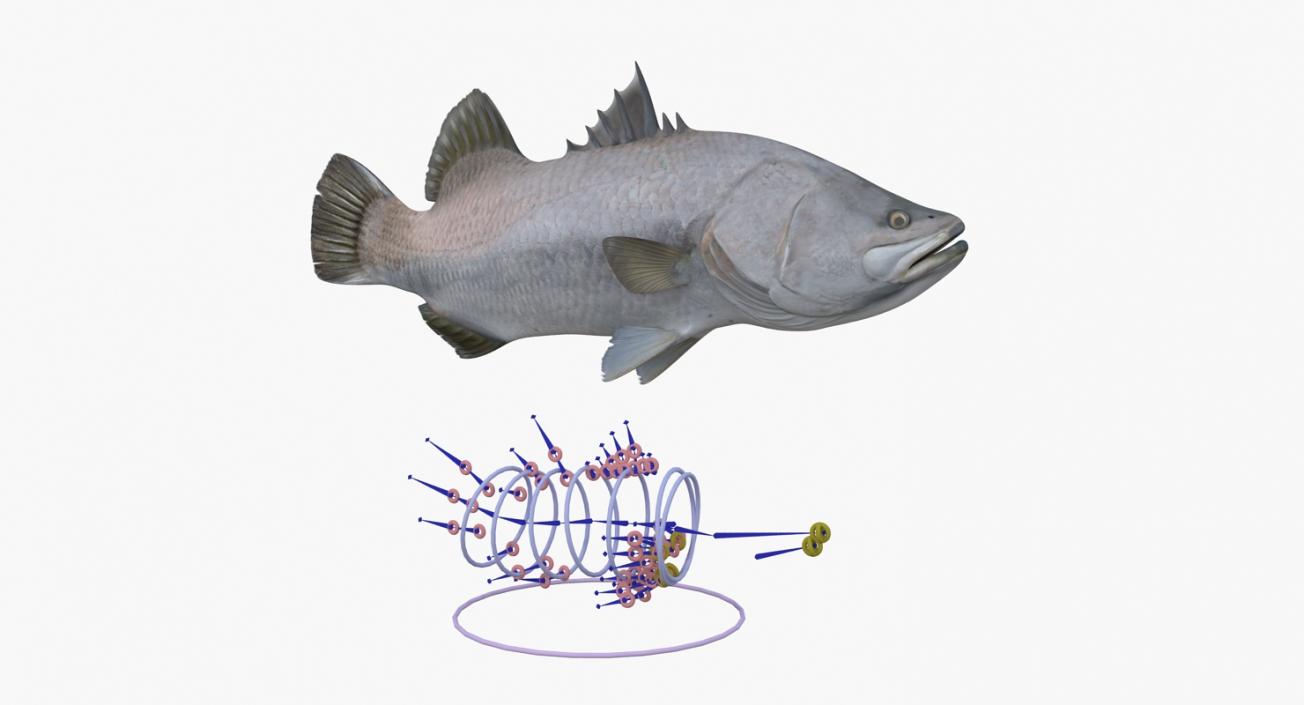 Barramundi Fish Rigged 3D