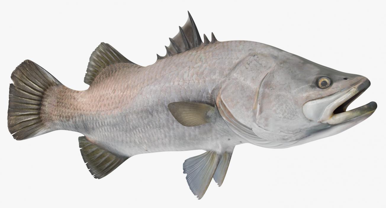 Barramundi Fish Rigged 3D