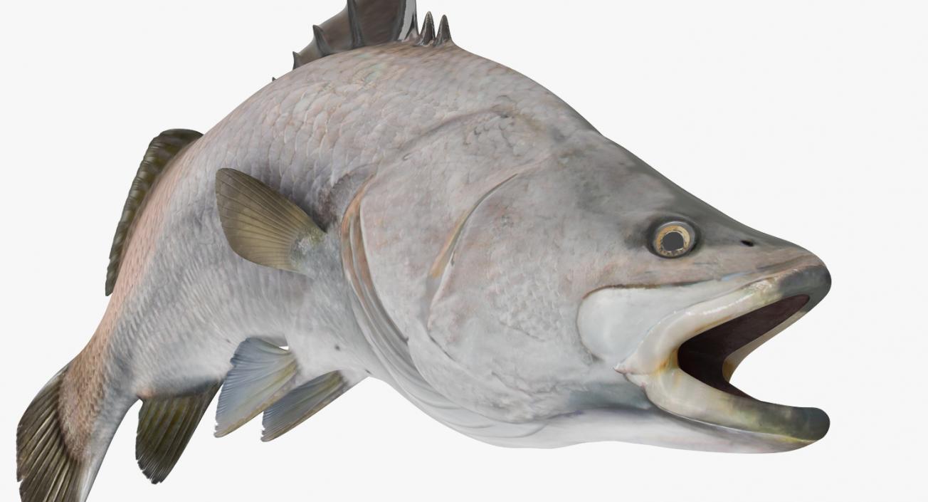 Barramundi Fish Rigged 3D