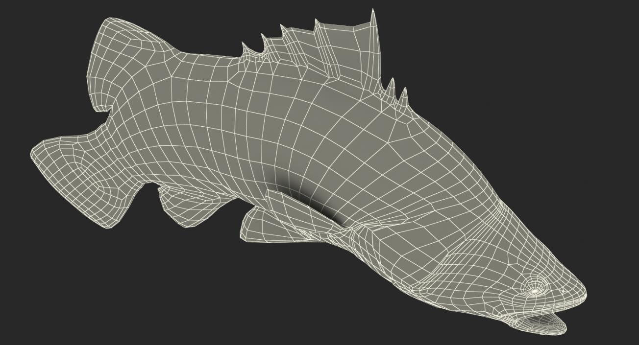 Barramundi Fish Rigged 3D