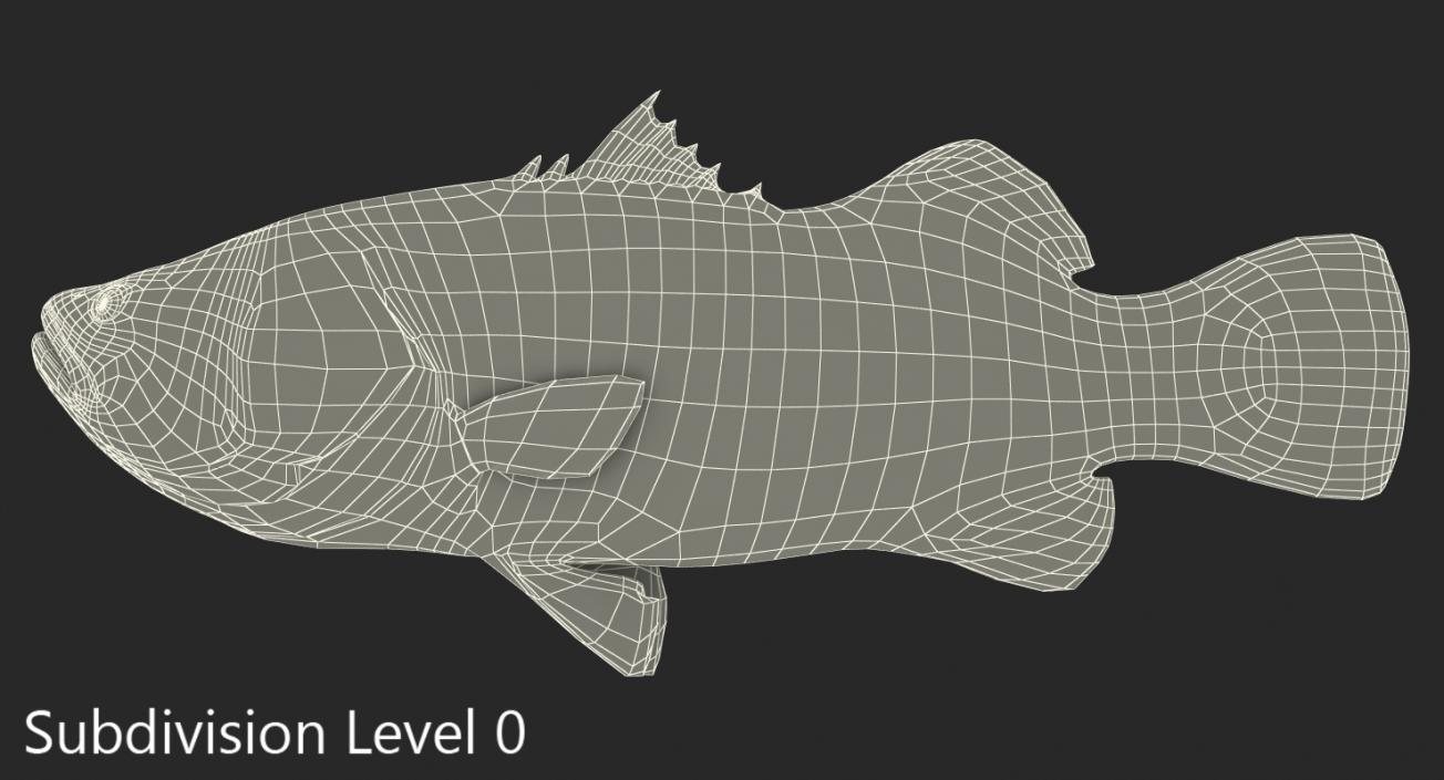 Barramundi Fish Rigged 3D