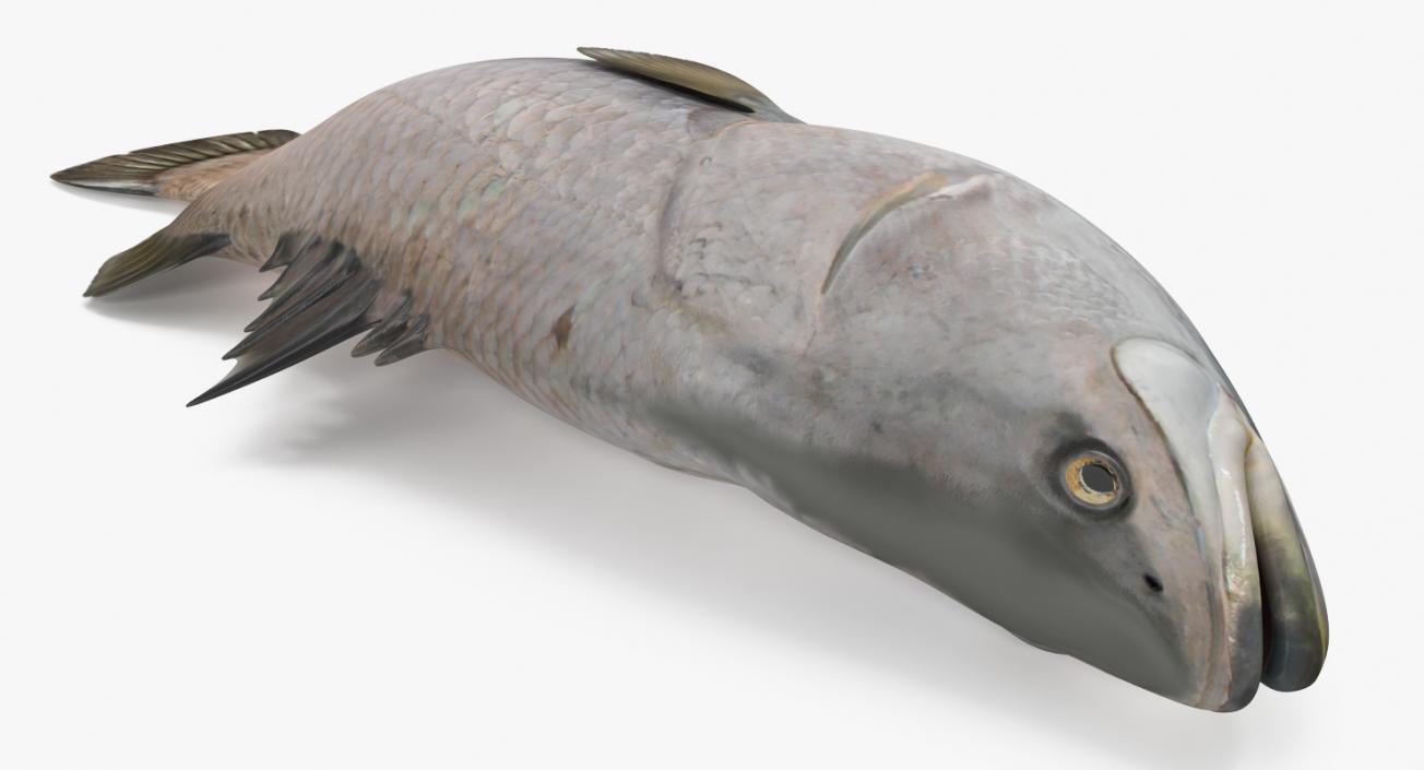 Barramundi Fish Rigged 3D