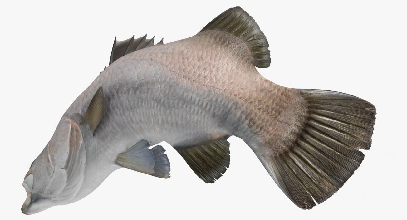 Barramundi Fish Rigged 3D