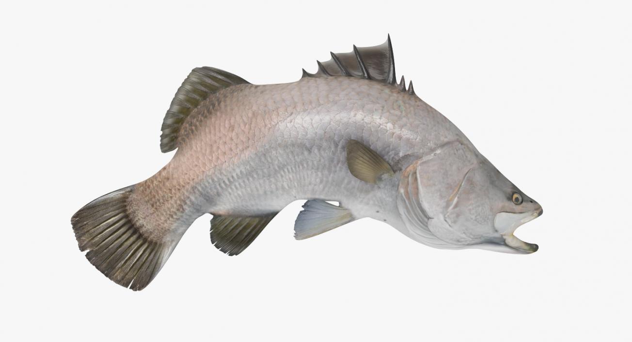 Barramundi Fish Rigged 3D