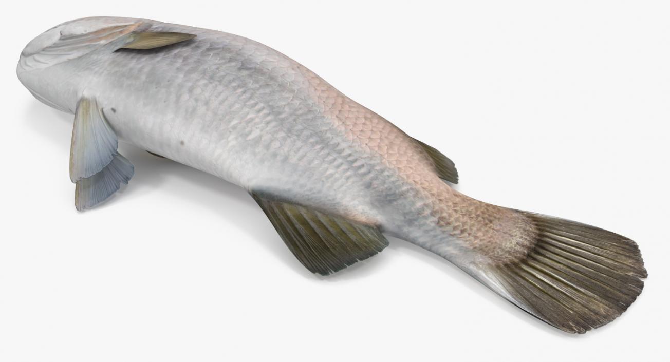 Barramundi Fish Rigged 3D