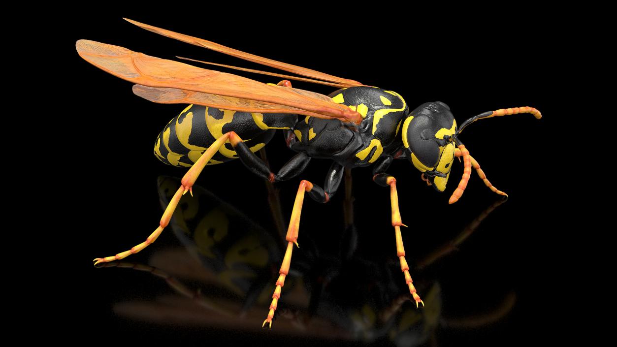 Paper Wasp Standing Pose 3D model