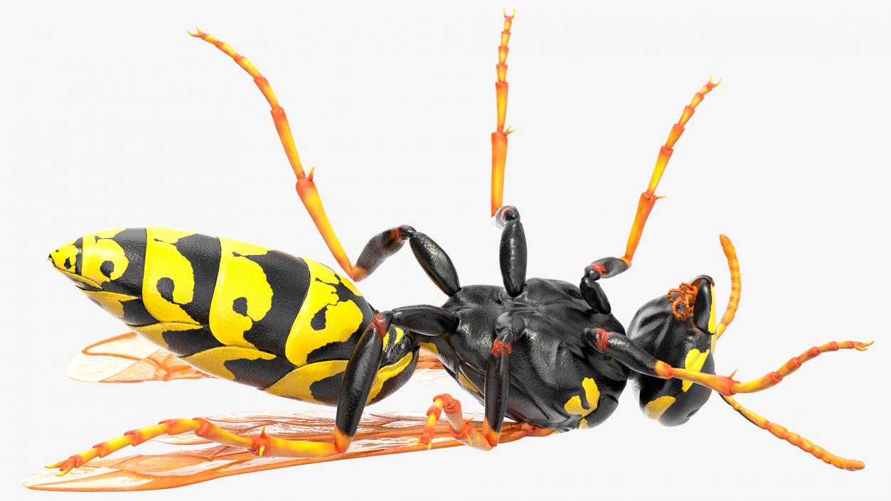 Paper Wasp Standing Pose 3D model