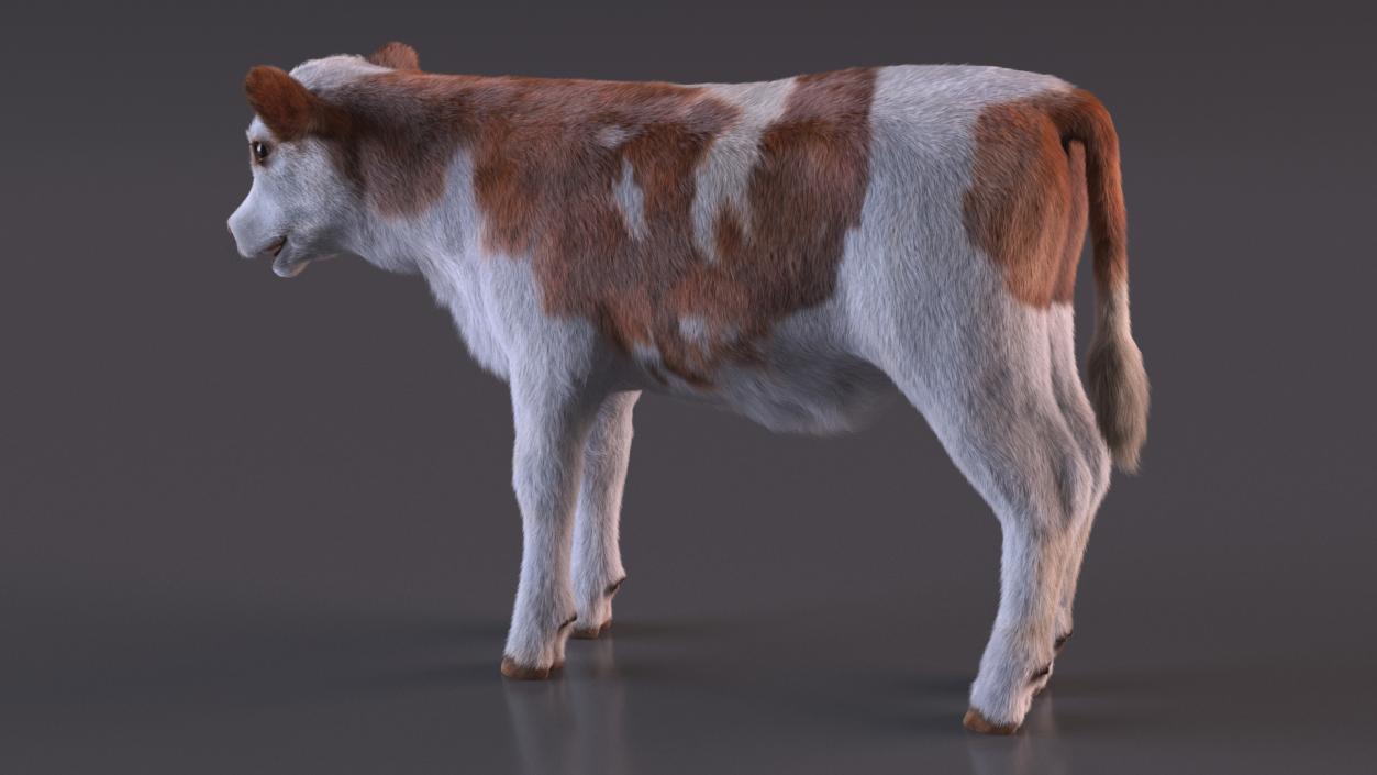 Cow Calf Fur 2 3D model