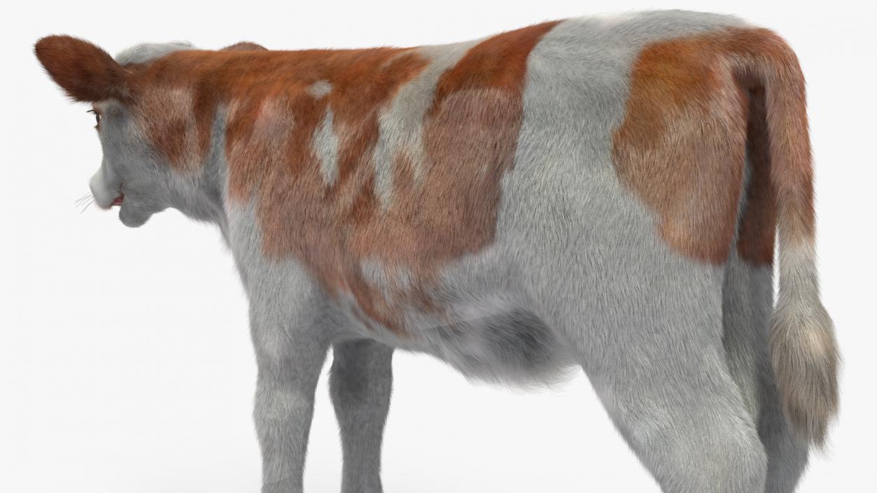 Cow Calf Fur 2 3D model