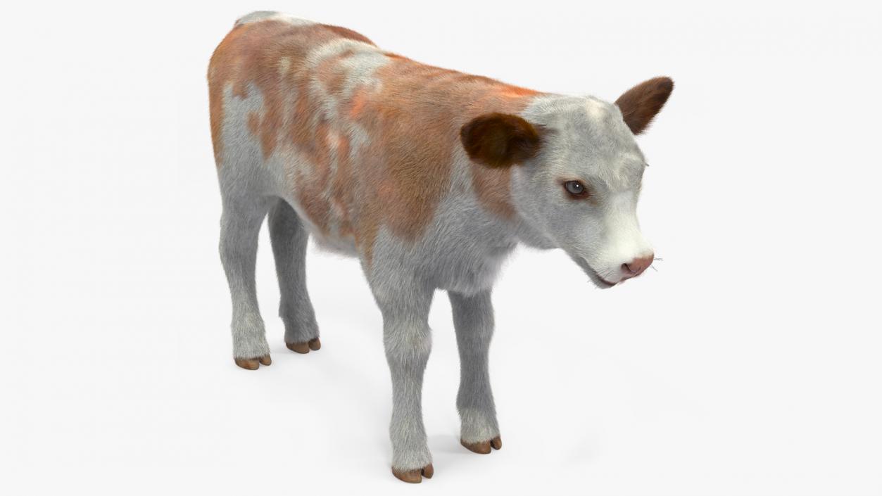 Cow Calf Fur 2 3D model