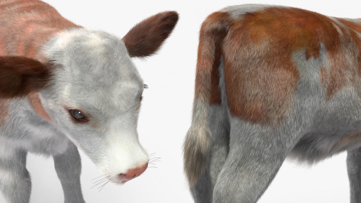 Cow Calf Fur 2 3D model