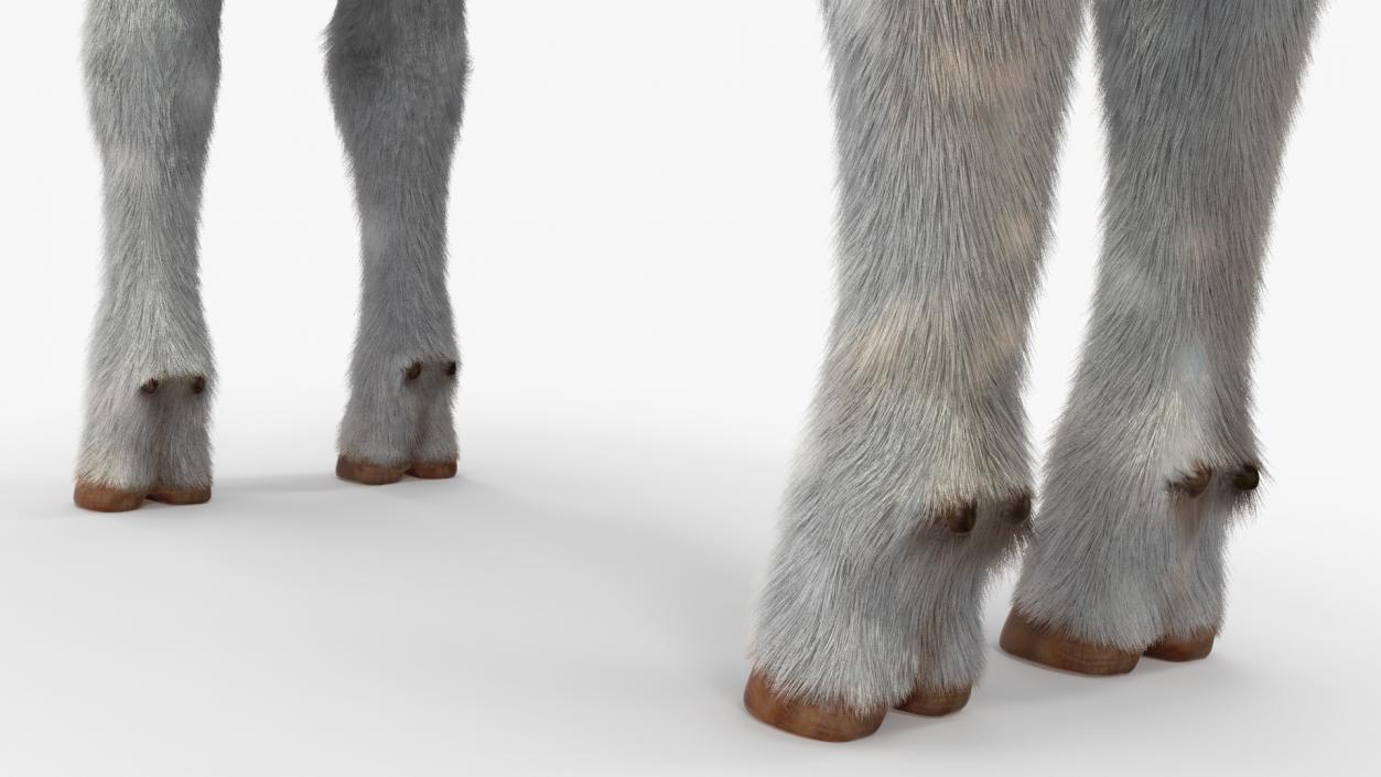 Cow Calf Fur 2 3D model