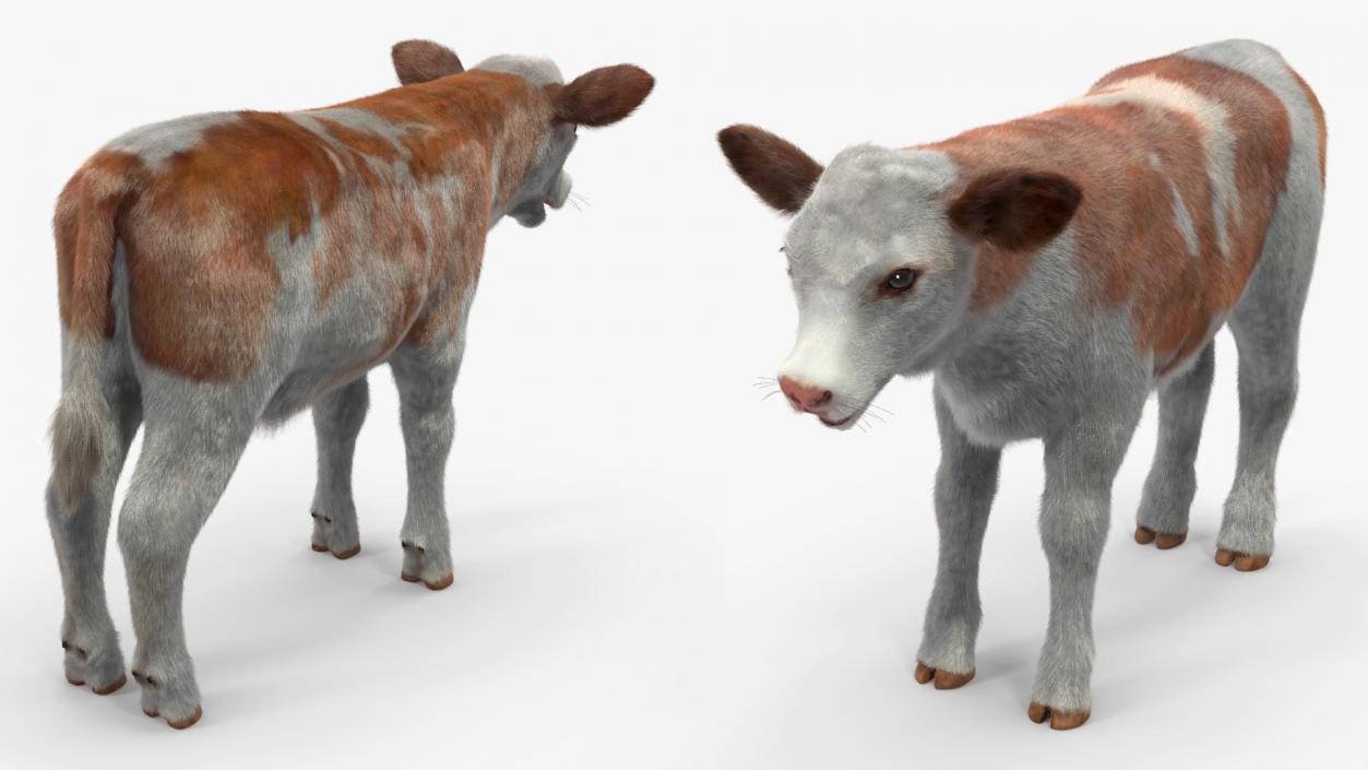 Cow Calf Fur 2 3D model