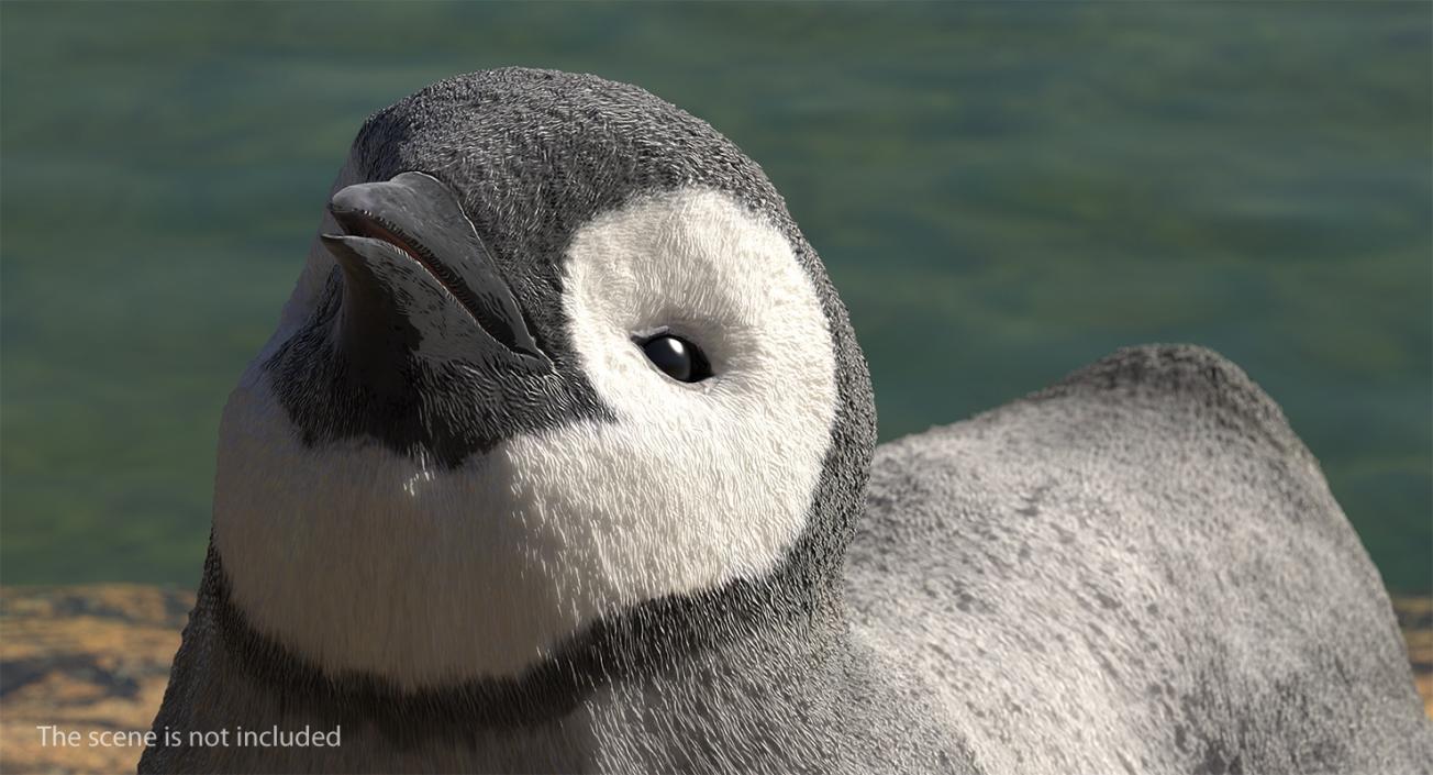 3D Penguin Baby Swimming Pose